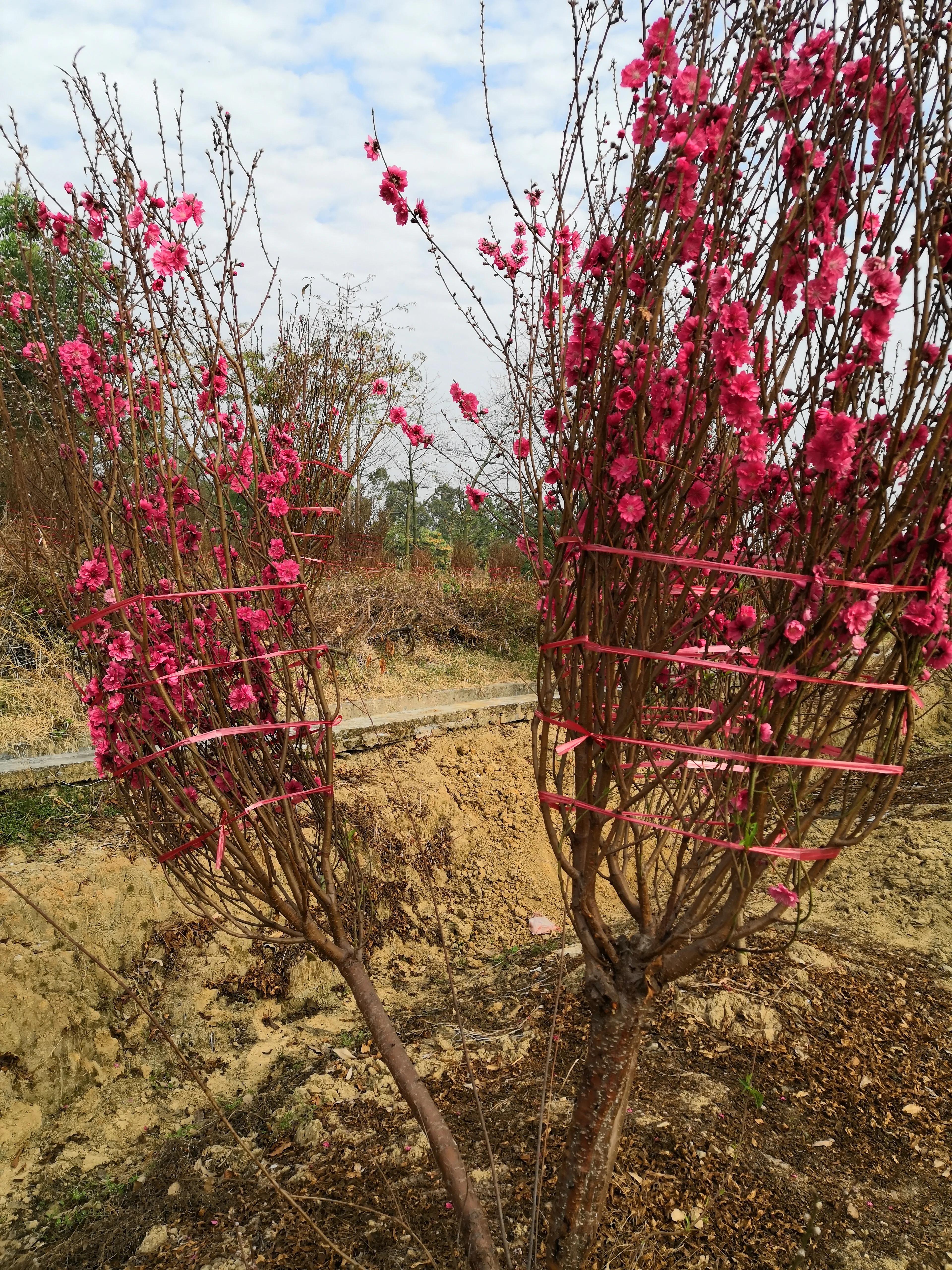 故乡的桃花,故乡的桃花开了