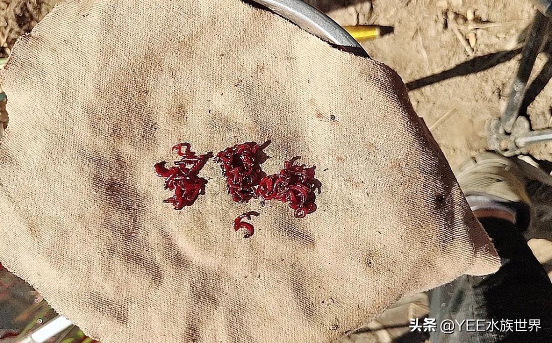 观赏鱼能吃的活食,观赏鱼是喂活食好还是饲料好