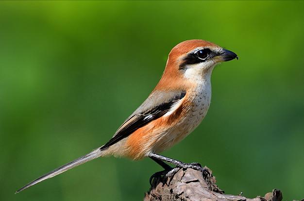 东江揽胜,惠州淡水常见鸟类图谱