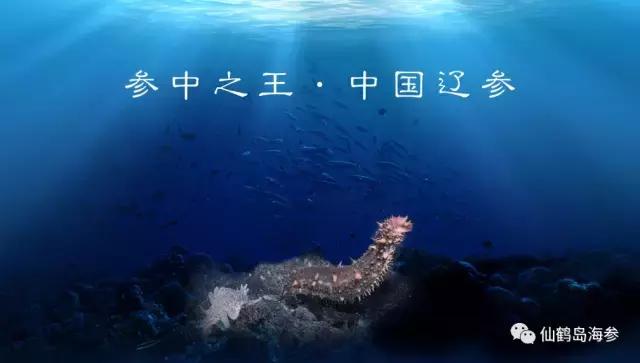 大连海参加盟,大连海参介绍宣传片