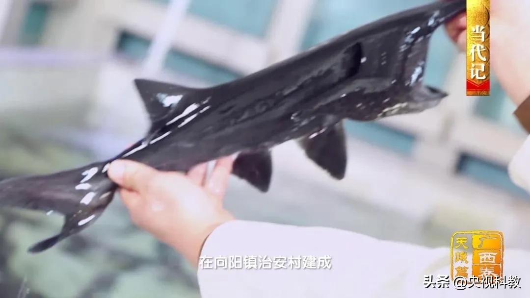 影像方志天峻,中国影像方志四川大竹篇