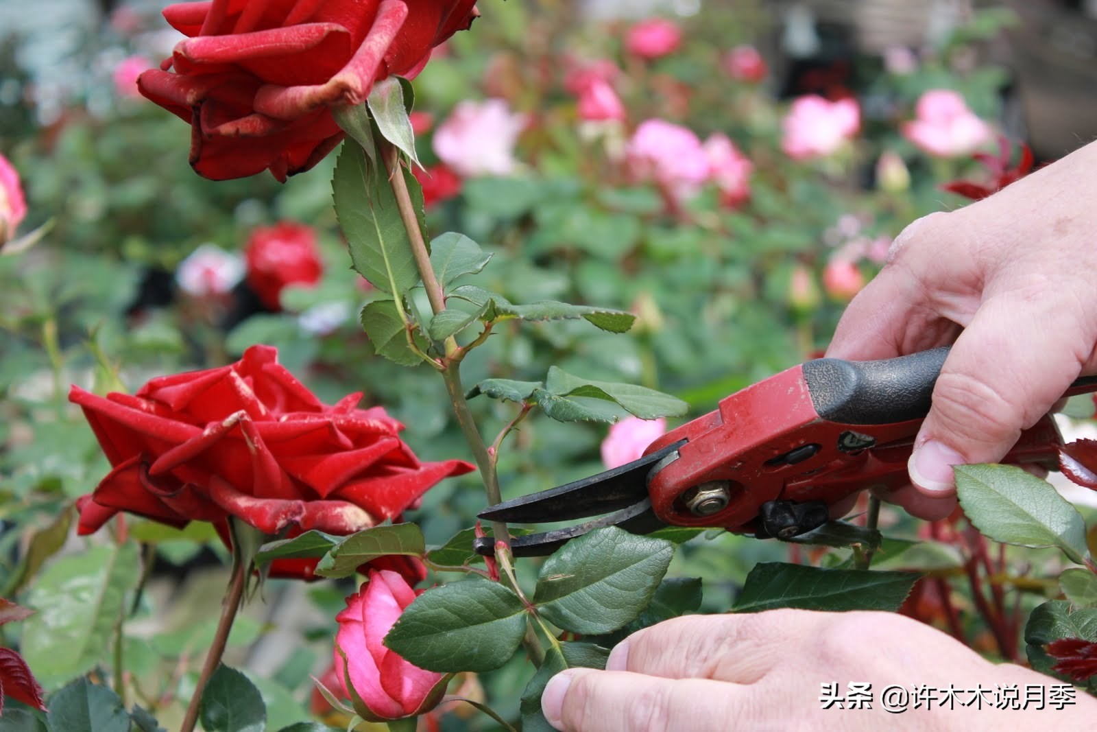 地栽月季水浇多了烂根怎么补救,藤本月季大苗烂根快速恢复方法