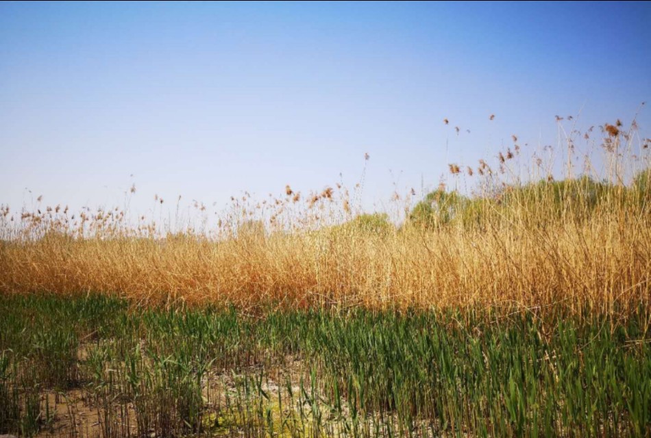 中医实战笔记痔疮中药秘方,中医实战笔记50味常用中药