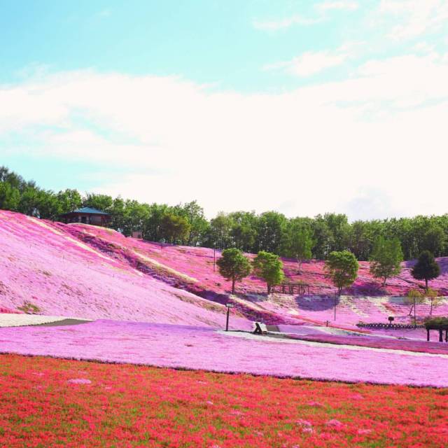 等你盛开，北海道之樱（文末也有福利在等你）