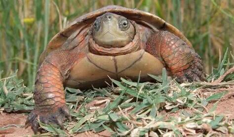 黄喉石龟图片大全,欧洲黄喉