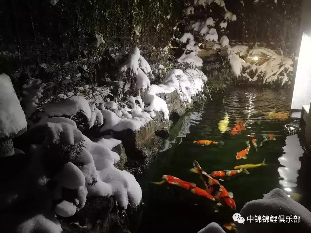北京室外地上鱼池怎么过冬,东北户外鱼池过冬