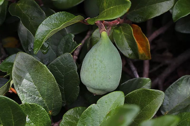 一起来看水果传——爱玉子,可可,嘟柿,你都见过吗?