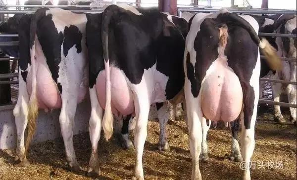 奶牛隐性乳房炎特效药,奶牛隐性乳房炎怎么引起的