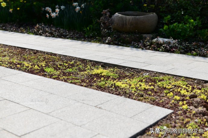 上海洋水仙,上海璞素上居民宿抖音团购