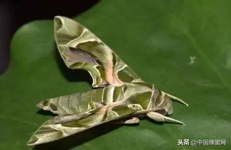 蜜蜂的天敌与蜜蜂大战,如何防止蜜蜂会被攻击