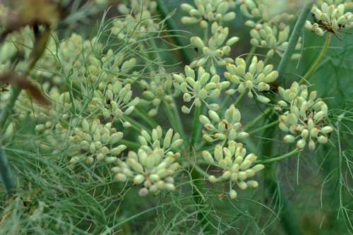 球茎茴香种植时间和方法,球茎茴香的种植与培育技巧