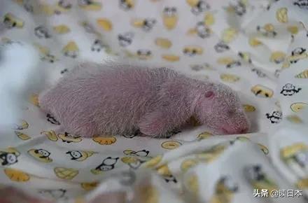 日本的顶级流量担当者大熊猫！日本人的熊猫情结疯狂到你想不到