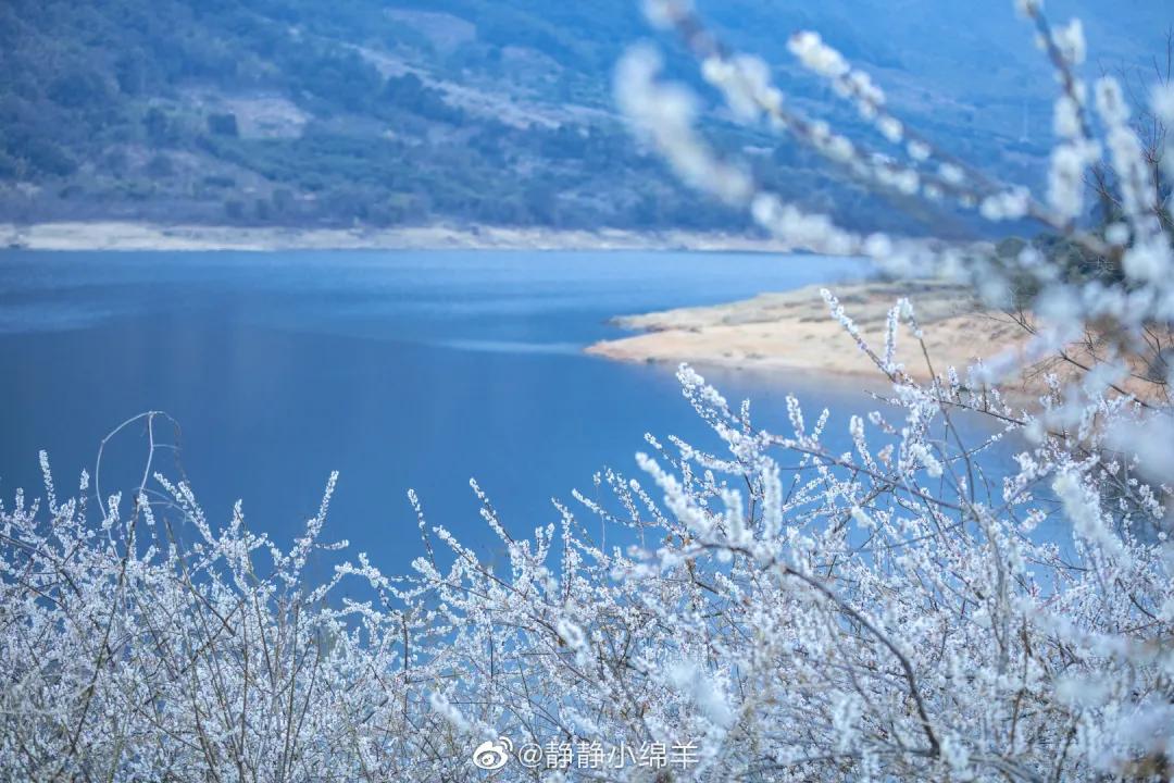 广州现在花开的季节,广州现在什么花开了