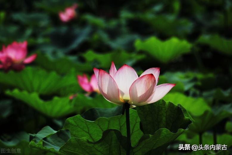 呼和浩特青城公园游览图,呼和浩特青城旅游景点