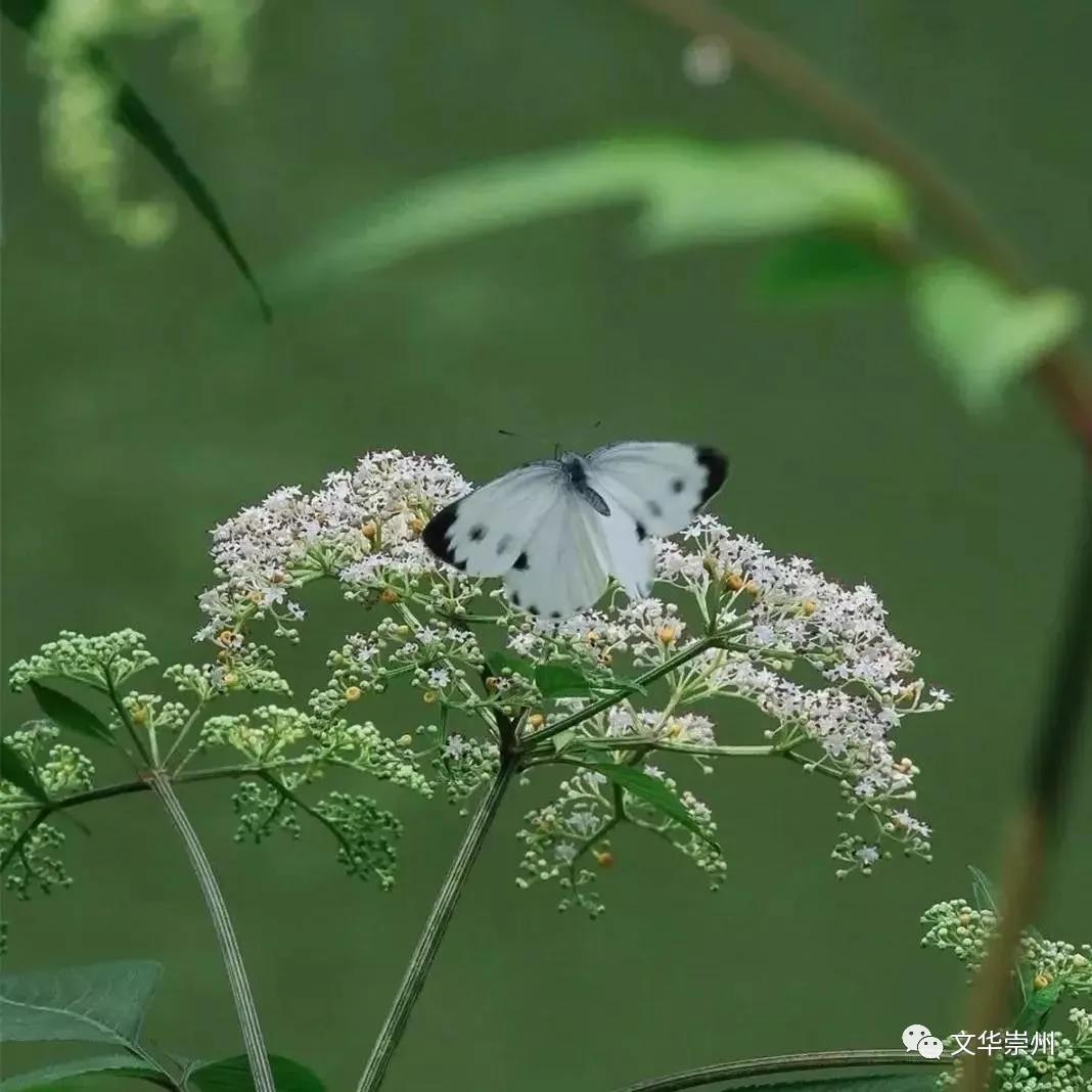 山川美景与世无争的世外桃源,依山傍水尽享人间仙境