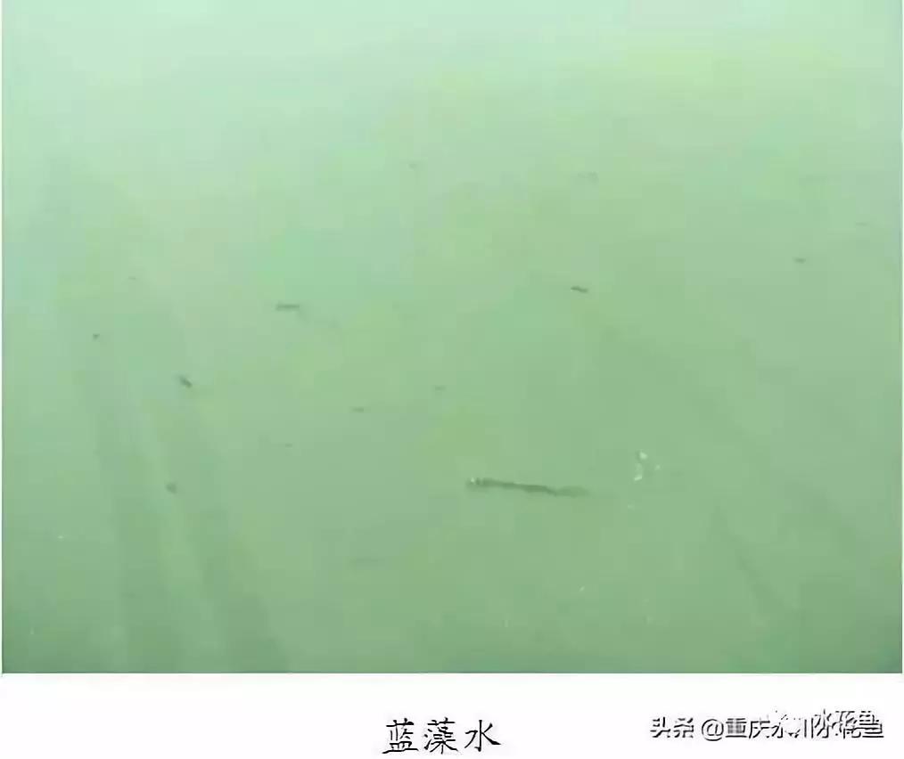 水产养殖水质评价标准,水产养殖水质怎么查看的