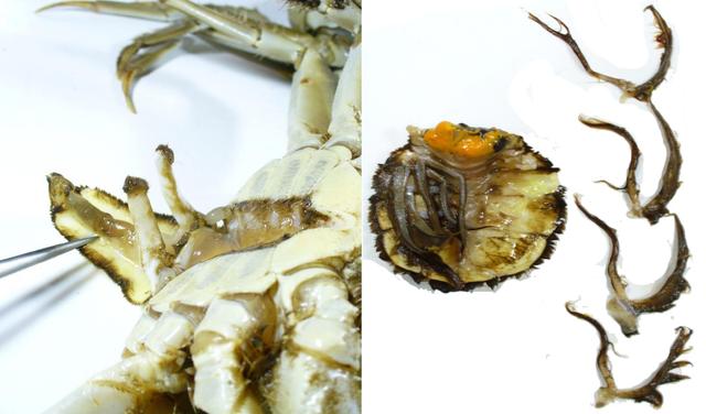 关于螃蟹科普知识,螃蟹科普