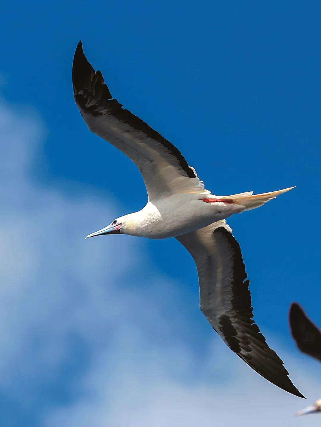 世界爱鸟日普及,观测鸟类迁徙迎接国际爱鸟日
