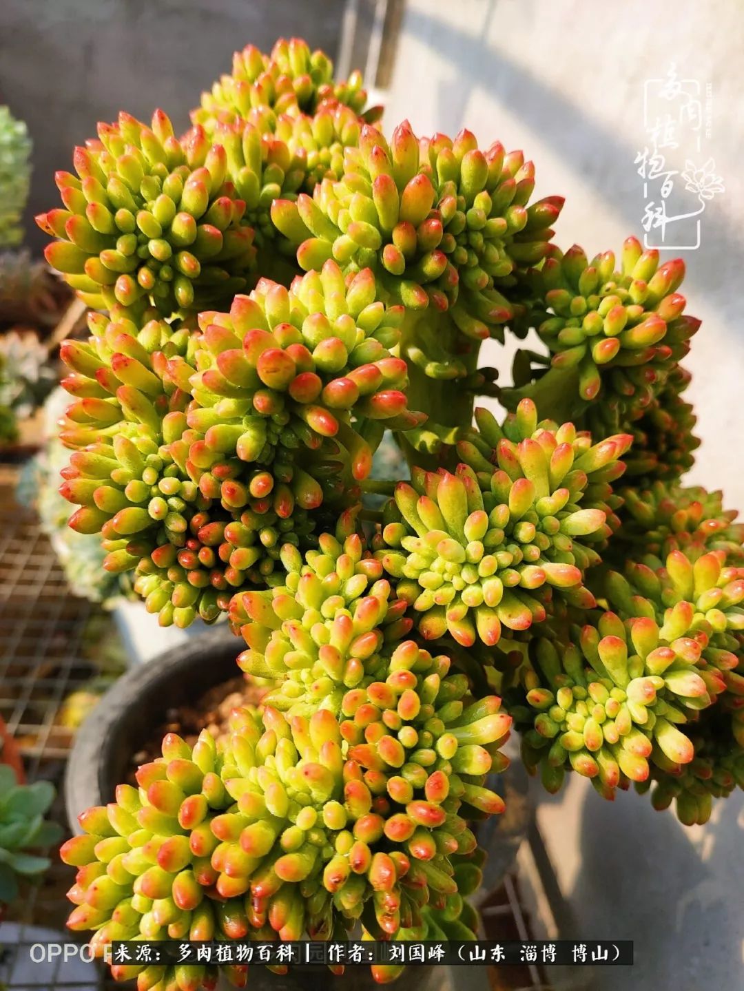 冬季室温20度以上多肉怎么养,贵的不一定就是好的便宜的