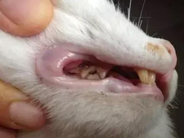猫有口腔溃疡吗,猫有口腔炎症时间长了会死吗