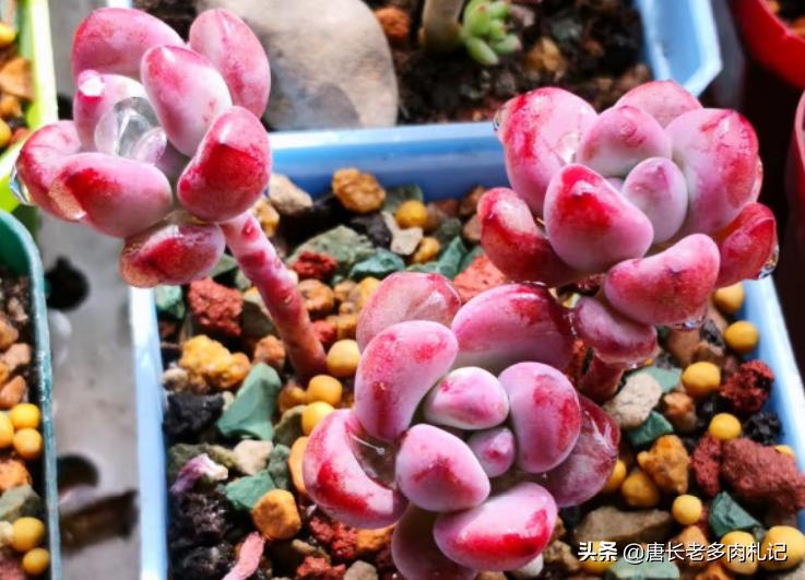 都说多肉漫画汤姆很娇气,我偏偏就不信,夏天也要丢在外面全露养