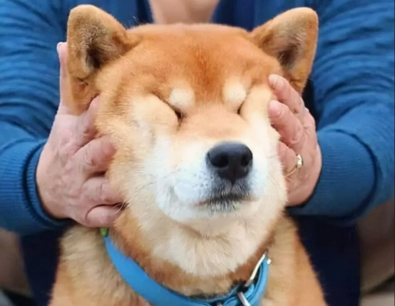 狗狗哪些部位不能摸,狗狗这几个部位不能随便洗