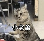 文化不被传承的影响,文化没得到传承的原因