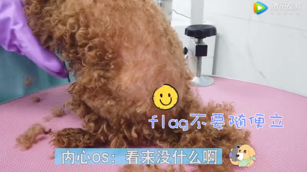 泰迪狗身上有跳蚤怎么办,主人去狗狗洗澡