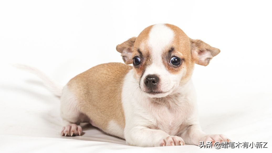 古人养不养宠物,中国古人究竟爱养什么宠物