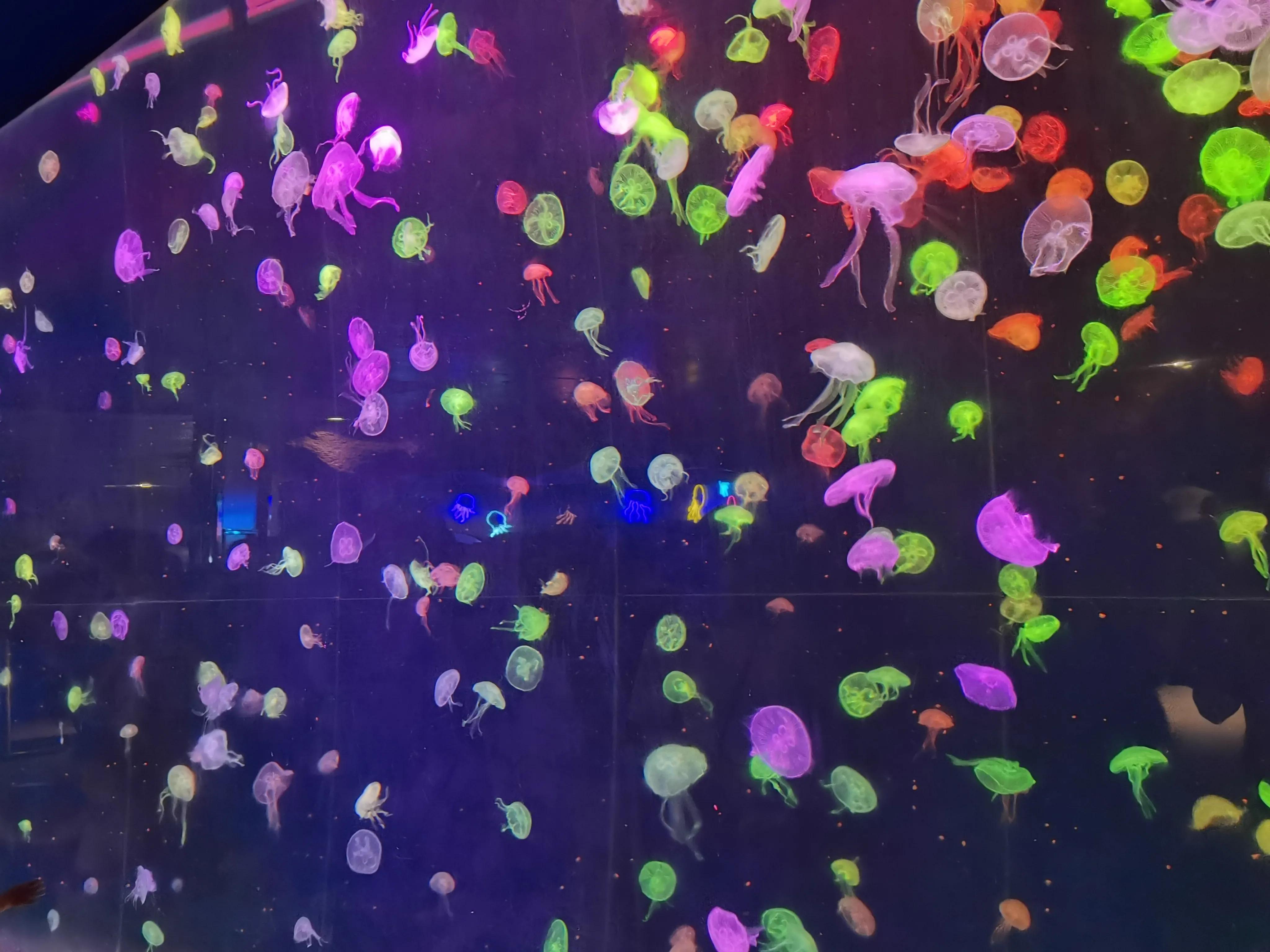 珠海长隆海洋王国之旅感受,珠海长隆海洋王国旅游全攻略