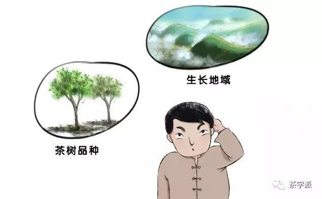 茶江湖六大名茶,茶江湖武夷山岩茶