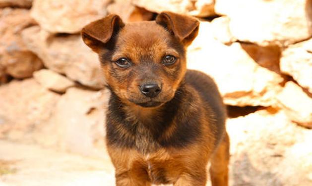 纯种中华田园犬长什么样子,纯种中华田园犬都长什么样