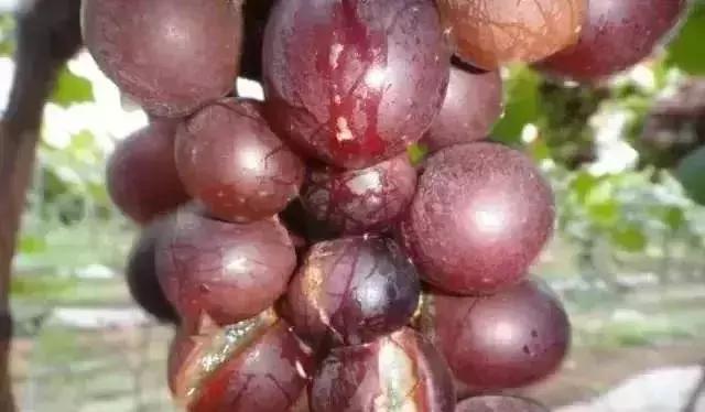 高温下雨后葡萄怎样防裂果,连续雨天葡萄怎么处理