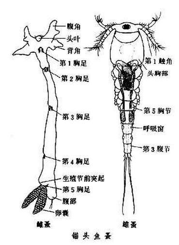 金鱼锚头蚤怎么彻底消灭,金鱼锚头蚤用什么药效果快