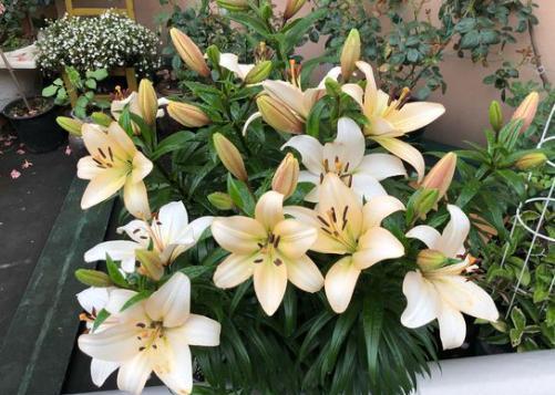 盆栽百合施肥,盆栽百合种球施什么肥