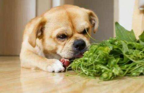 狗狗缺微量元素需要补维生素么,狗狗复合维生素和微量元素的区别