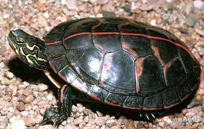 小青龟腐皮浮水能自愈吗,龟浮水的原因和治疗方法