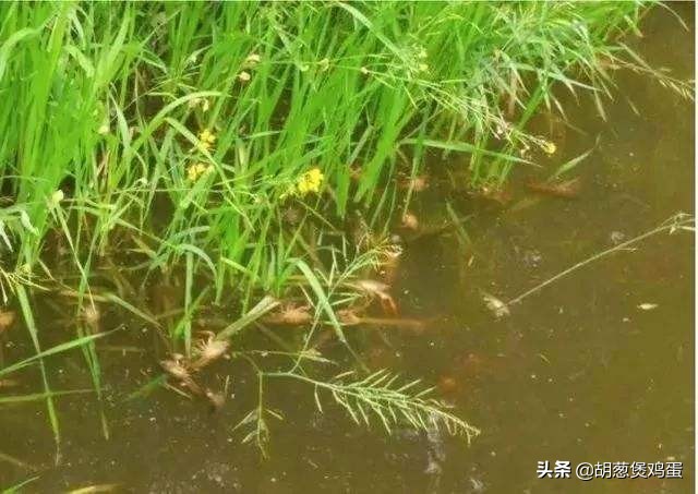 农作物的秸秆如何利用,秸秆要如何科学的处理