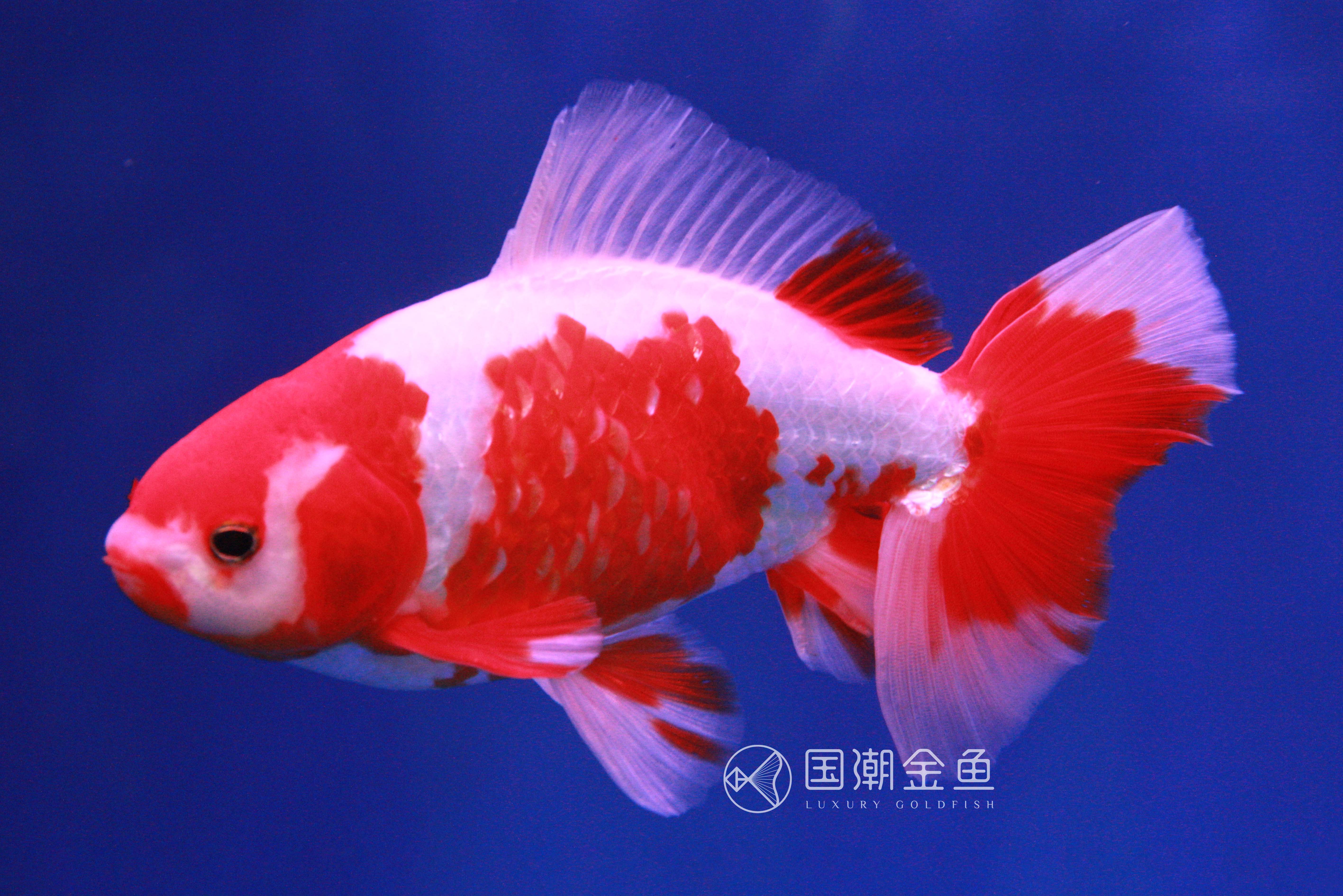 金鱼得了失衡病怎么办,金鱼鱼鳔失调怎么治