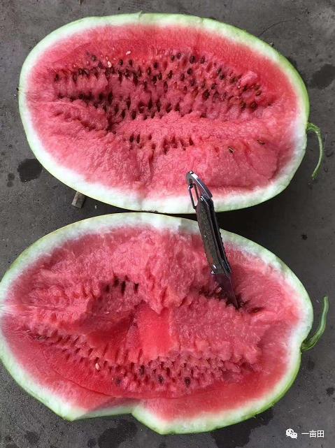 90后小伙承包荒山创业,90后小伙种植10亩地