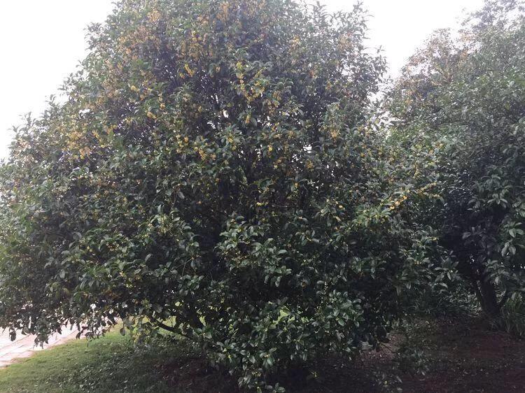 拾起回忆中的碎片,无锡鼋头渚感悟