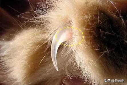 猫咪的日常护理知识,猫咪的日常生活