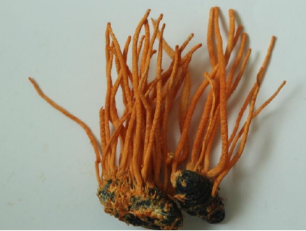 虫草市场前景如何,新零售虫草