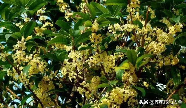 香味最好闻的十种花,一年四季都能闻到香味的四种花