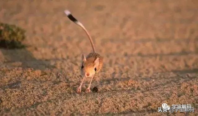 这些动物小时候太可爱简直萌化了,世界十大最受欢迎的动物