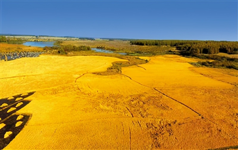 五常稻花香为啥让人情有独钟