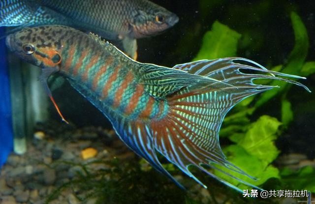 这种生态鱼,儿时的烂大街,如今能炒到几百块一条,满满的回忆