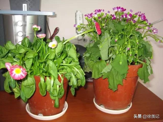 人不在家花草怎么浇水最好,人不在家花浇水小技巧