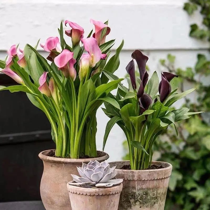 四季彩色马蹄莲好养吗,彩色马蹄莲的养殖方法图解大全