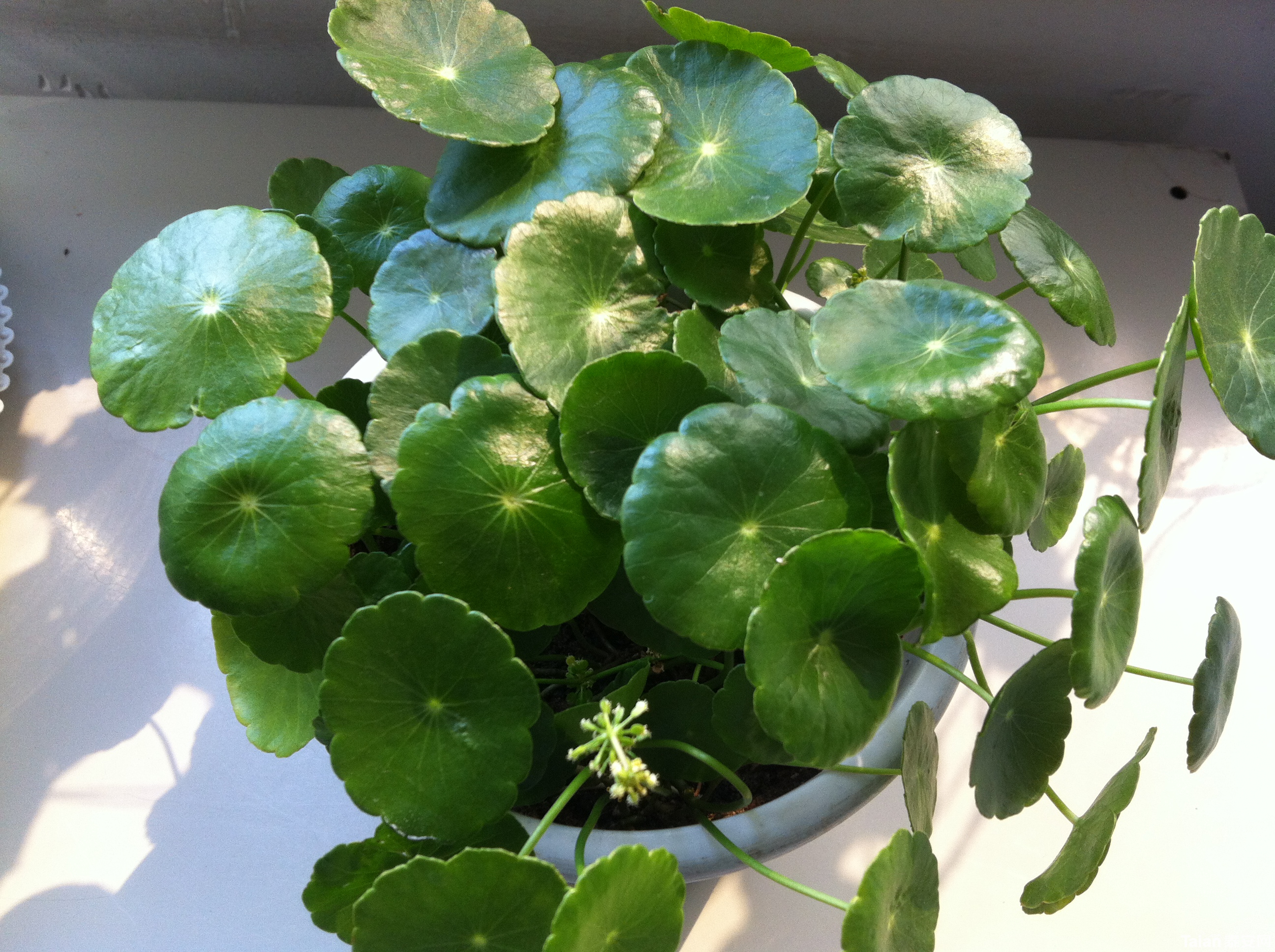 水培铜钱草怎么快速爆盆,铜钱草水培怎么养最好